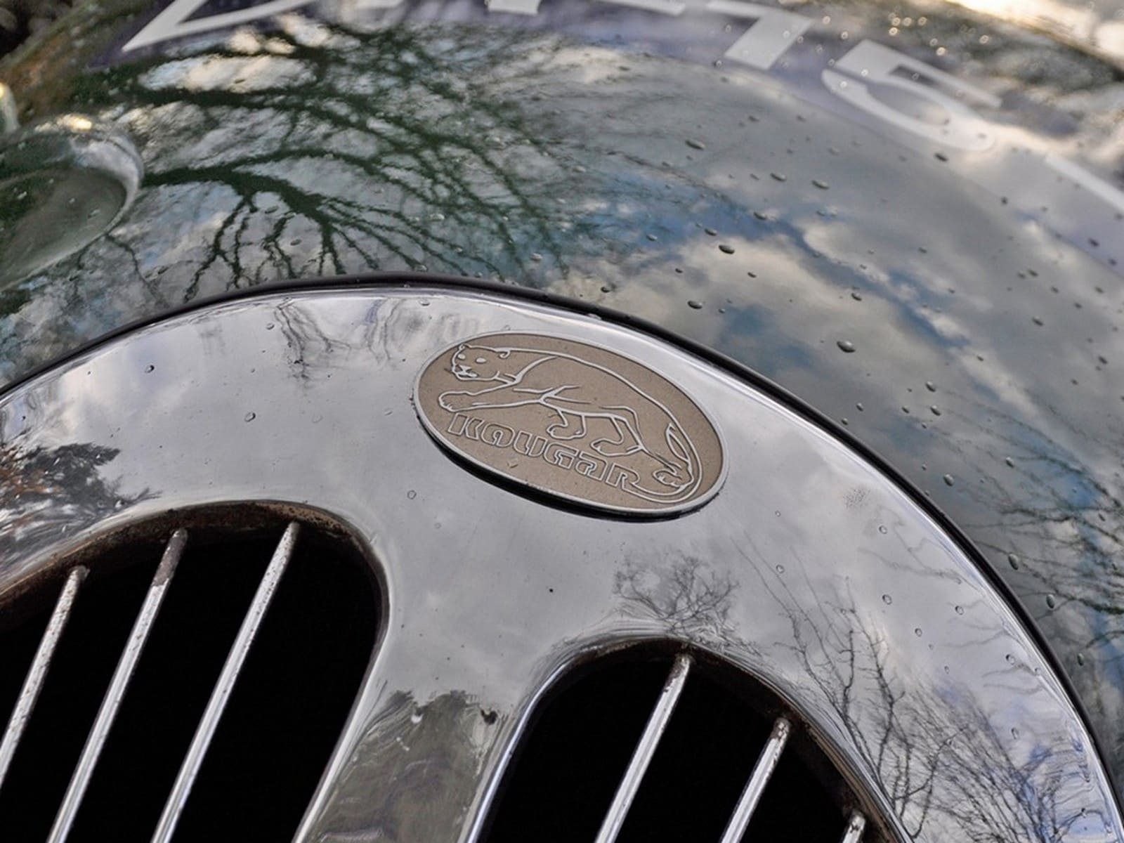 KOUGAR SPORTS JAGUAR, foto 42