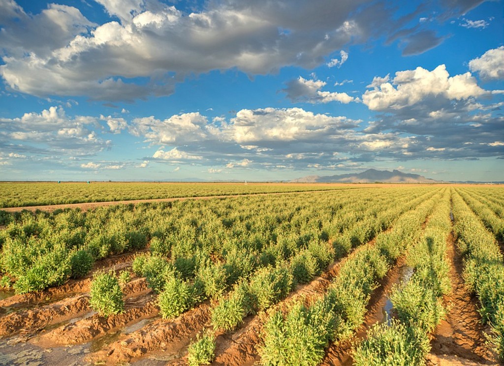 DA SEMENTE À RODAGEM: BRIDGESTONE REVELA PRIMEIROS PNEUS FEITOS INTEIRAMENTE DE COMPONENTES DE BORRACHA NATURAL DE GUAIÚLE, foto 1