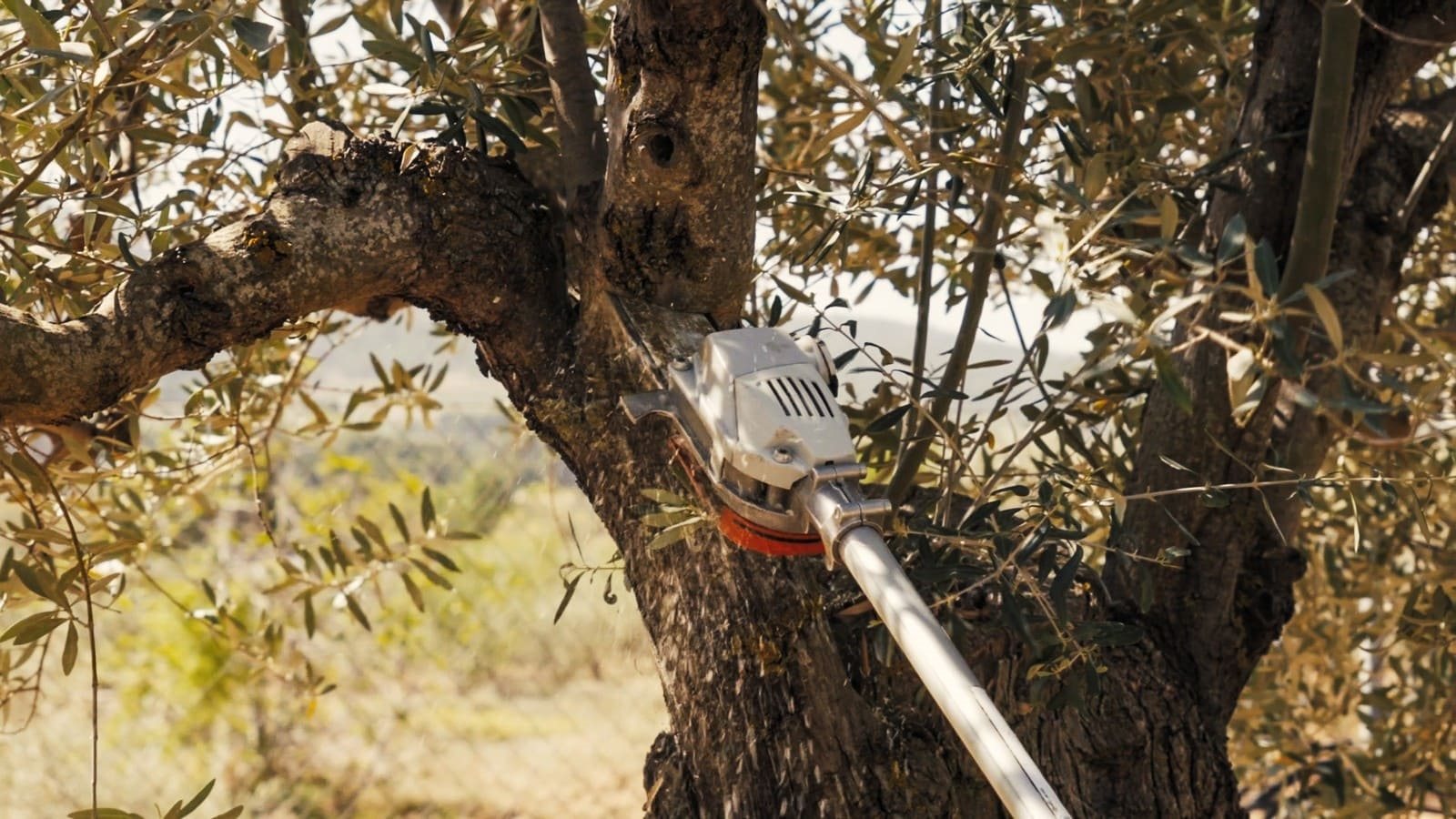 ALGUMAS PEÇAS DO SEU FUTURO AUTOMÓVEL PODERÃO VIR DE OLIVEIRAS, foto 4