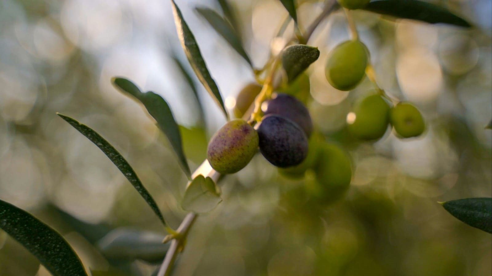 ALGUMAS PEÇAS DO SEU FUTURO AUTOMÓVEL PODERÃO VIR DE OLIVEIRAS, foto 9